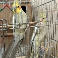 ۶ عدد پرنده|پرنده|محمدشهر, همایون ویلا|دیوار