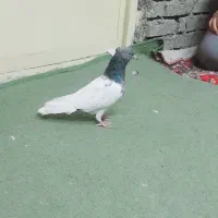 پرنده سالم دوری|پرنده|دزفول, |دیوار