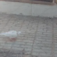کفتر سوسکی پلاکی و کفتر پشتی پرپا نر و ماده و جوجه|پرنده|تربت‌حیدریه, شهرک ولیعصر|دیوار
