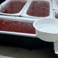 ماهی قرمز|ماهی|قره چای, |دیوار