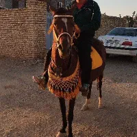 اسب|اسب و تجهیزات اسب‌سواری|درگزین, |دیوار