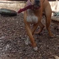 فروش سگ ماده پیتبل