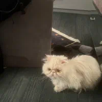 واگذاری گربه پرشین سوپر فلت