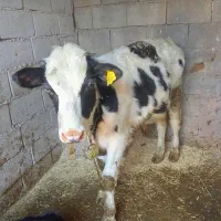 گوساله نر|حیوانات مزرعه|گتوند, |دیوار