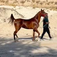 دو راس اسب