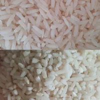 برنج هاشمی اصل، ناصر کیاده گیلان