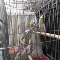 عروس‌هلندی‌|پرنده|محمدشهر, محمدشهر|دیوار