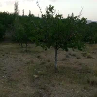 دو قطعه زمین دارای درخت گردوبااب قنات سندمعتبر