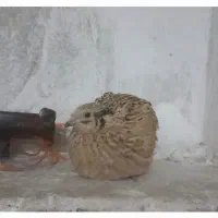 تخم بلدرچین