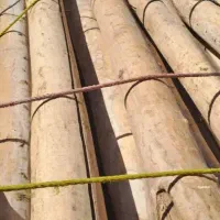 خرید انواع چوب تر و خشک میلانی|خدمات باغبانی و درختکاری|چالدران, |دیوار