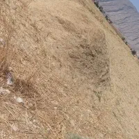 کاه گندم دروم