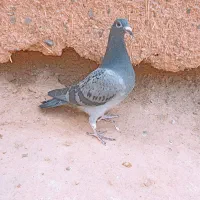 جوجه پولکی|پرنده|تربت جام, بهشت محمدیه|دیوار