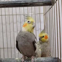 عروس هلندی|پرنده|خوی, |دیوار