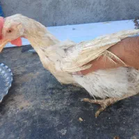 مرغ خانگی و تخم گذار و گوشتی