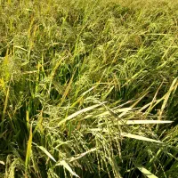 فروش چلتوک برنج لنجون اصفهانی|خوردنی و آشامیدنی|خمینی‌شهر, |دیوار