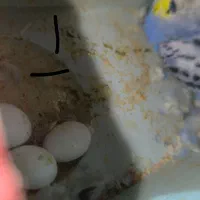 دو جفت مرغ عشق مولد  همراه با تخم|پرنده|بندر ماهشهر, |دیوار