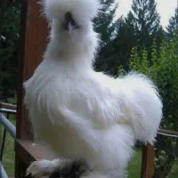 نیمچه مرغ وخروس ابریشمی|حیوانات مزرعه|شیراز, شهرک سراج‎|دیوار