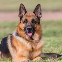 سگ سفید پشمالو گمشده