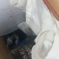 واگذاری یک گربه خوشگل پرشین چشم ابی|گربه|ارومیه, |دیوار