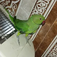طوطی ملنگو|پرنده|سراوان, |دیوار