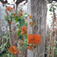 گل کاغذی صورتی و قرمز گلبهی