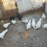 کبوتر لوطی..