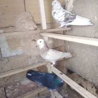 کفتر پرشی|پرنده|خاوران, |دیوار