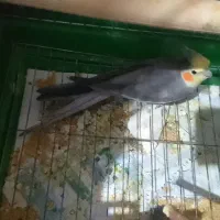 عروس هلندی نر