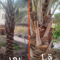 هرس نخل|گل و گیاه طبیعی|اردکان, |دیوار