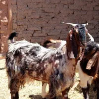 بز جوان