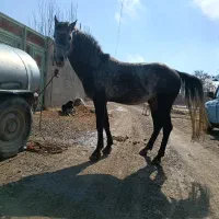 اسب کرد پر خون