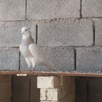 طوقی|پرنده|بندر ماهشهر, |دیوار