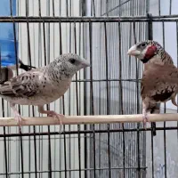 فنچهای کلکسیونی