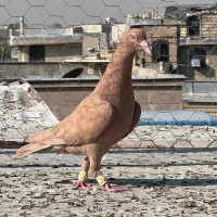 کفتر پلاکی رنگ روشن|پرنده|شیراز, تل حسین‌آباد|دیوار