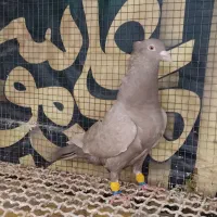 سه عدد ماده کوهی دورگ کاکل