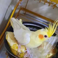 عروس هلندی لوتینیو و گلباقالی|پرنده|اندیشه, اندیشه فاز ۱|دیوار