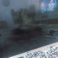 ال ای دی ۴۳ اینچ ال جی|تلویزیون و پروژکتور|پاکدشت, پاکدشت (مامازند)|دیوار