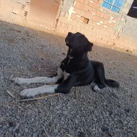 توله سگ الابایی|سگ|بجنورد, |دیوار