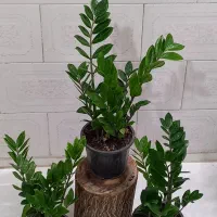 گل زاموفیلیا|گل و گیاه طبیعی|کرمانشاه, |دیوار