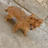 سگ شی واوا مینیاتوری