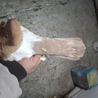 نرماده سینه زرد بدون عیب کفتر یا کبوتر