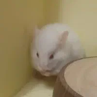 همستر|موش و خرگوش|ساوه, |دیوار