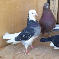 کبوتر پرشی قیمت تومتن نوشتم بخانید مرسی