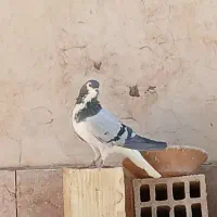 بوم کبوتر فروشی|پرنده|اصفهان, زهران|دیوار