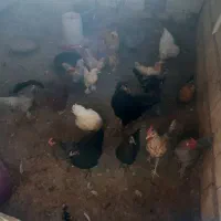 مرغ و خروس و کبوتر ب صورت یکجا|پرنده|اصفهان, همدانیان|دیوار