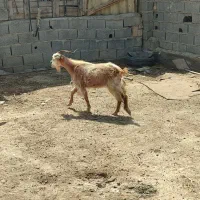 بز نیم گوشت جوان