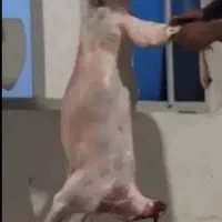 قصابی گوسفند