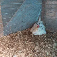 مرغ گلین تخم گذار و کرچ شو