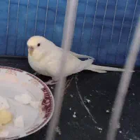 مرغ عشق ماده معاوضه
