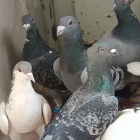 پرنده|پرنده|مشهد, کوی پلیس|دیوار